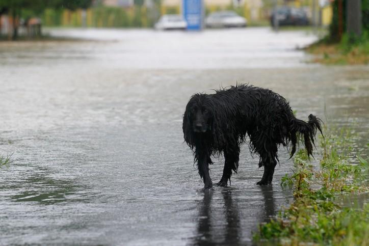 How to Keep Your Dog Safe During Hurricane Season