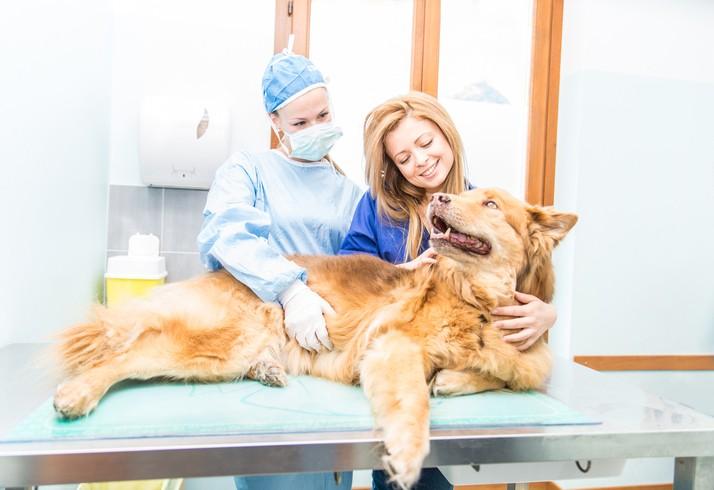 5 Telltale Signs of Hip Dysplasia in Dogs