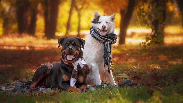8 Fun Fall Activities to Do With Your Dogs