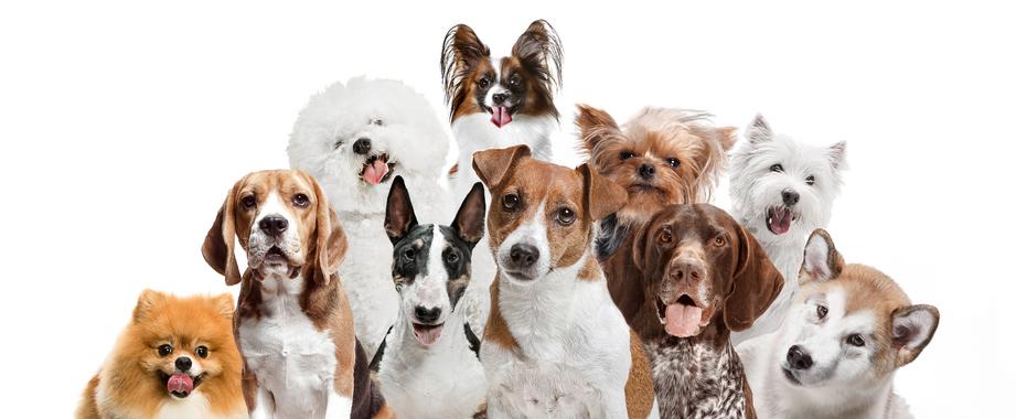 #Paws4Purple: Important Canine Epilepsy Resources
