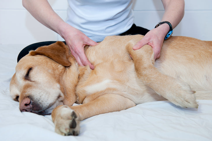 How to Make Life Easier for Your Arthritic Dog