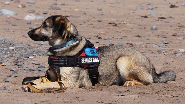 Honoring the Work of Service Dogs