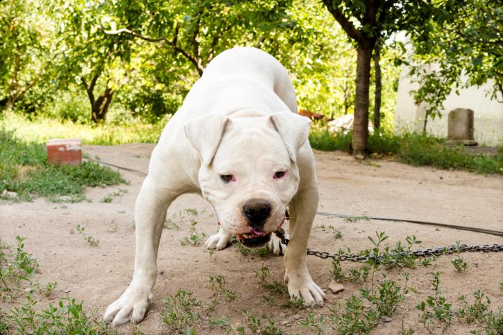 Understanding Dog Aggression & How to Fix It