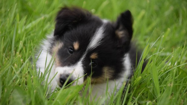 Keeping Your Grass Green With Dogs