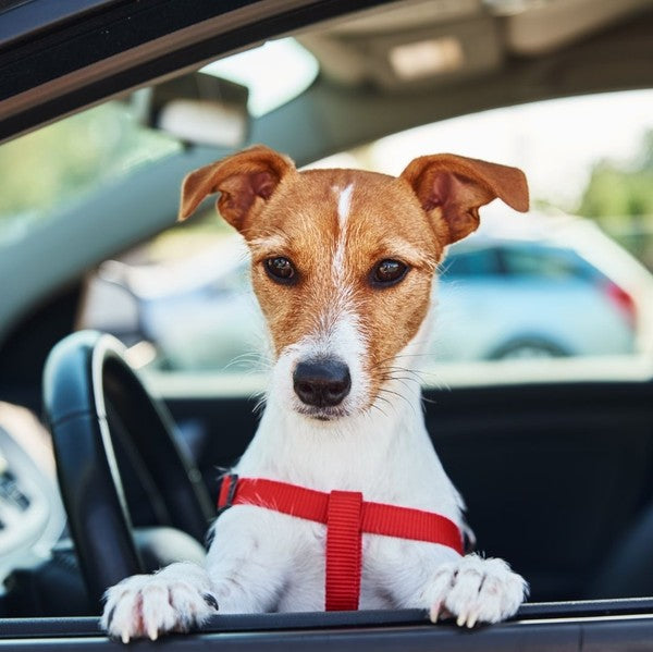 Tips to Prevent Car Sickness in Dogs