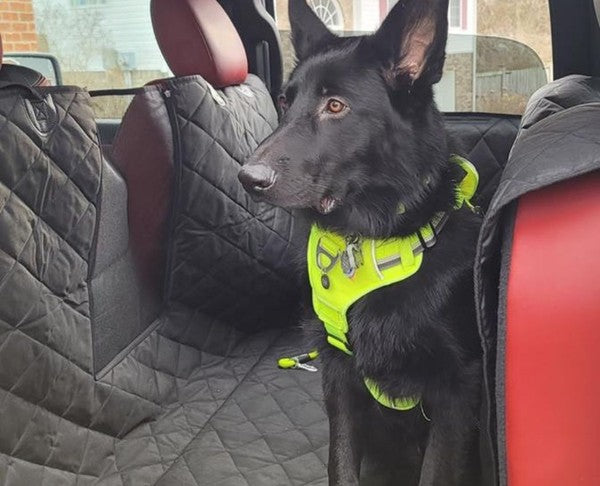 Signs You Need New Seat Covers In Your Car For Your Pup