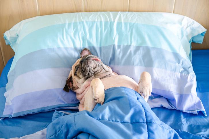 7 Of The Strangest/Funniest Dog Behaviors – Explained