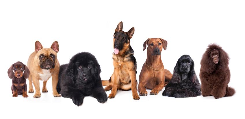 8 Dog Breeds With Probable Health Issues