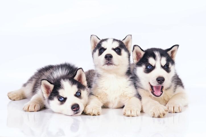 Puppy Power: Yes, You Can Raise Littermates Together!