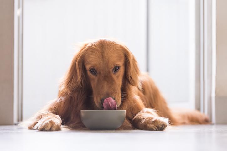 Benefits of Sorghum and Flaxseed in Your Dog’s Food