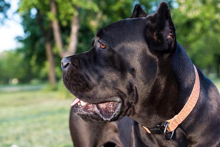 Interesting History of the Cane Corso Mastiff