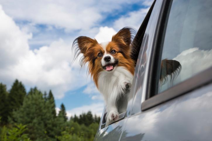 Dog-Friendly Road Trips: 10 Must Haves for Stress Free Traveling