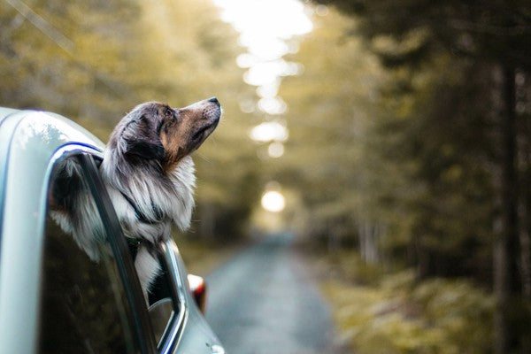5 Essential Dog Car Safety Tips | 4Knines
