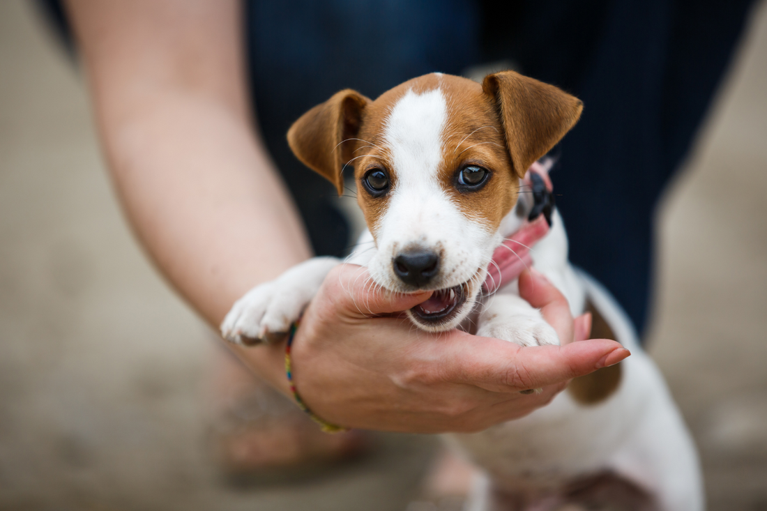 Puppy Biting Hard: What Should I Do?