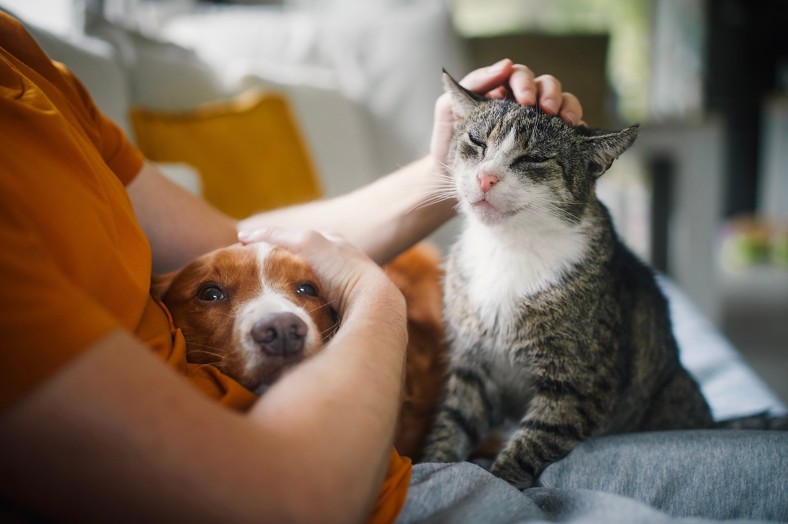 July 2025 Spotlight: C.A.R.E.4Paws