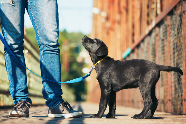 Dog House-Training, Potty Training, Housebreaking, Oh My!