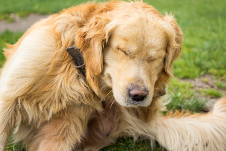 Fleas, Seasonal Allergies, or Food Allergies? How to Tell Them Apart in Your Pet & How to Treat Them
