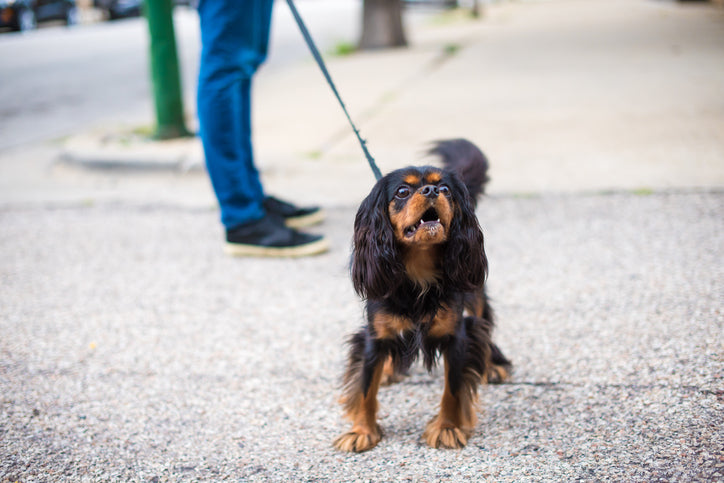 Help! Why Does My Dog Bark and Lunge at People and Other Dogs?