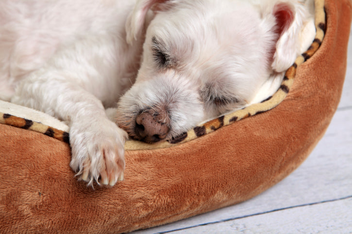 How to Get Your Dog to Sleep In Its Own Bed