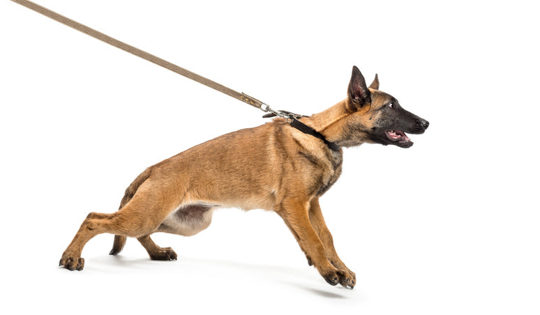 How to Handle Dog Barrier Frustration & Aggression