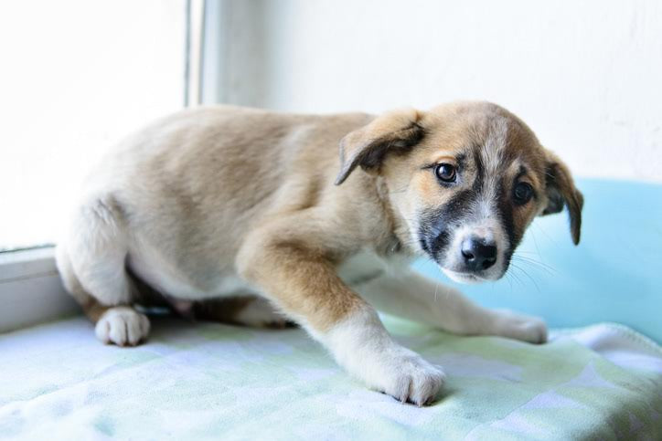 How to Help a Stressed Dog