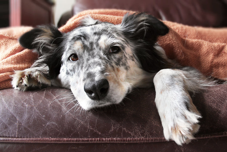 Keeping Your Dogs Happy When You Are Away from Home
