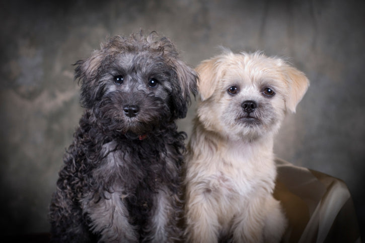 Mixed Breed vs. Purebred? Make Mine a Schnoodle