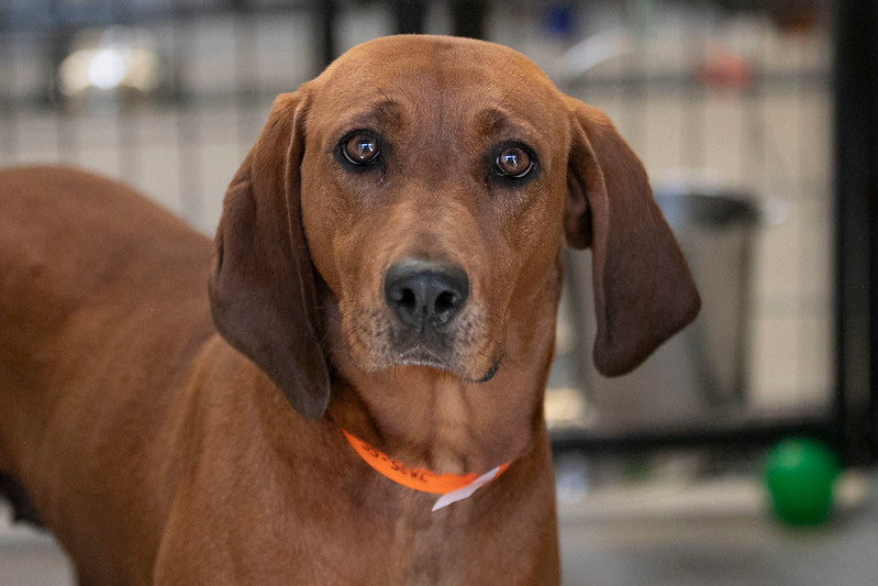 May 2025 Spotlight: National Mill Dog Rescue