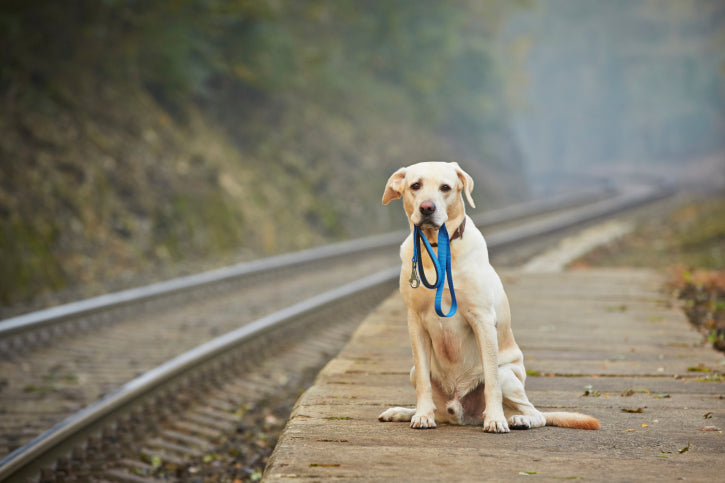 National Lost Pet Prevention Month: How to Protect Your Pet!