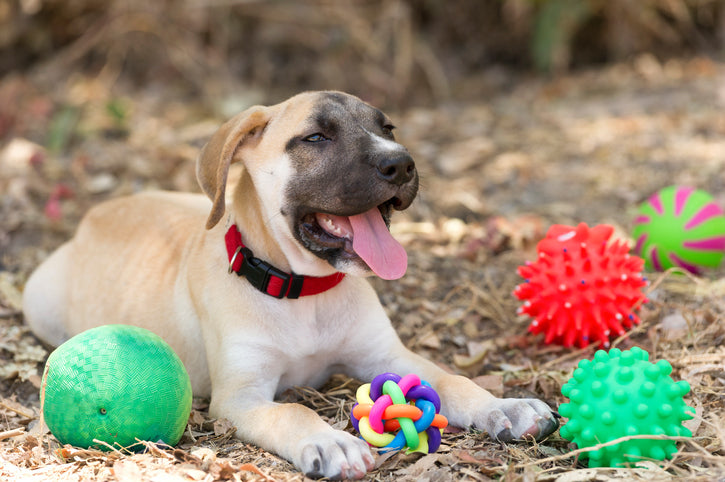 Not All Dog Toys Are Alike