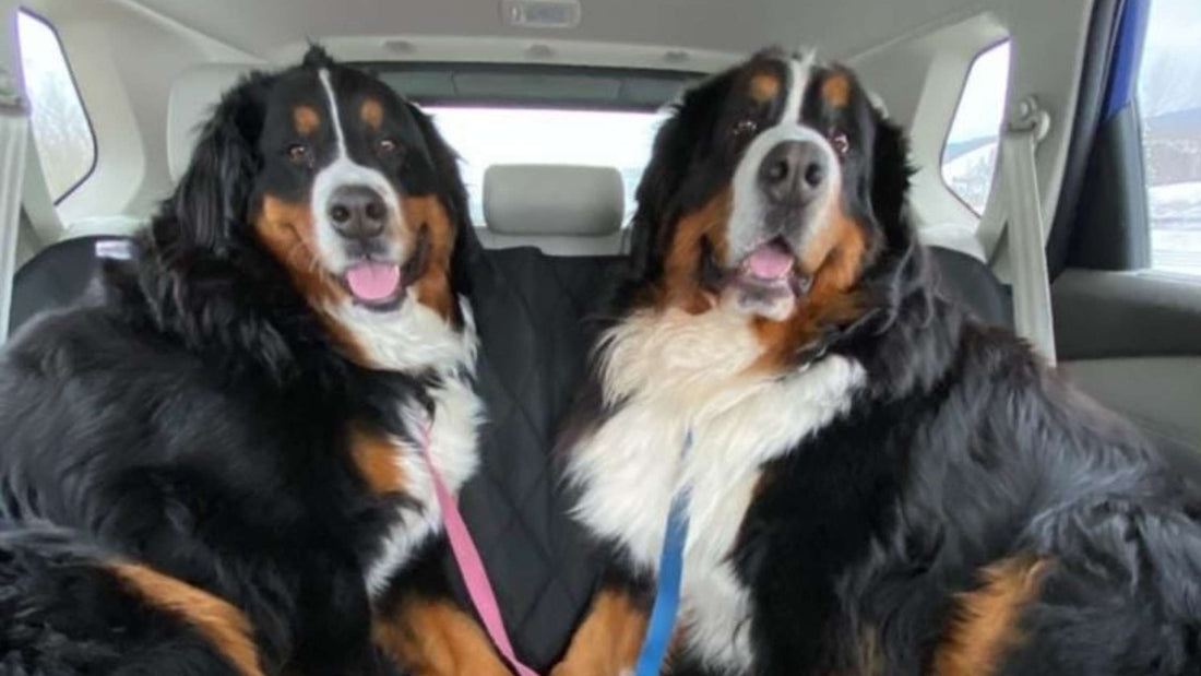 Rear Back Seat Cover: Types, Features, and Maintenance for Lasting Protection