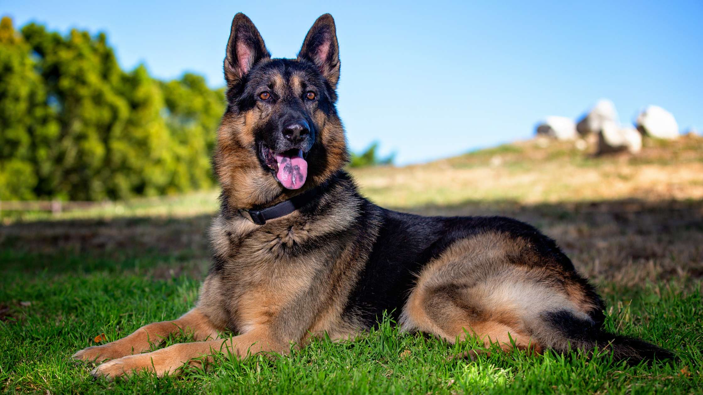 Traveling Safely with a Protection Dog: Tips for Road Trips and Flights