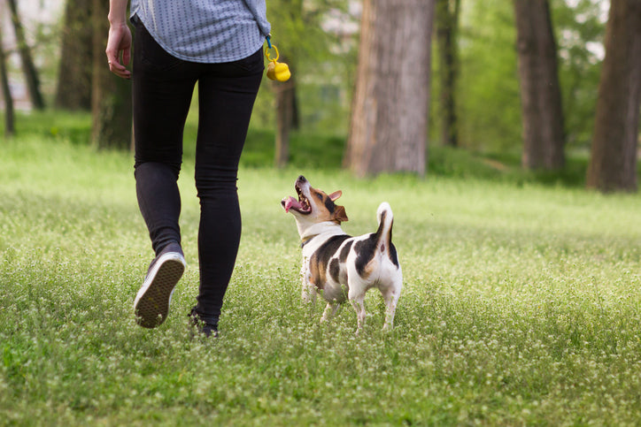 The Truth Behind Loose Leash Walking