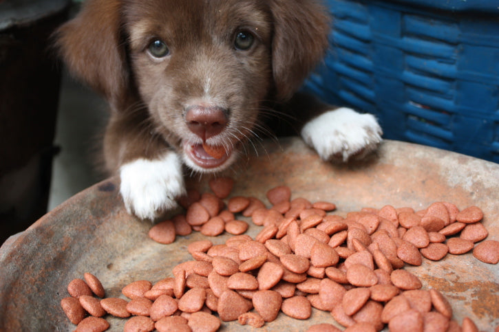 Top 6 Nutritional Needs of Puppies