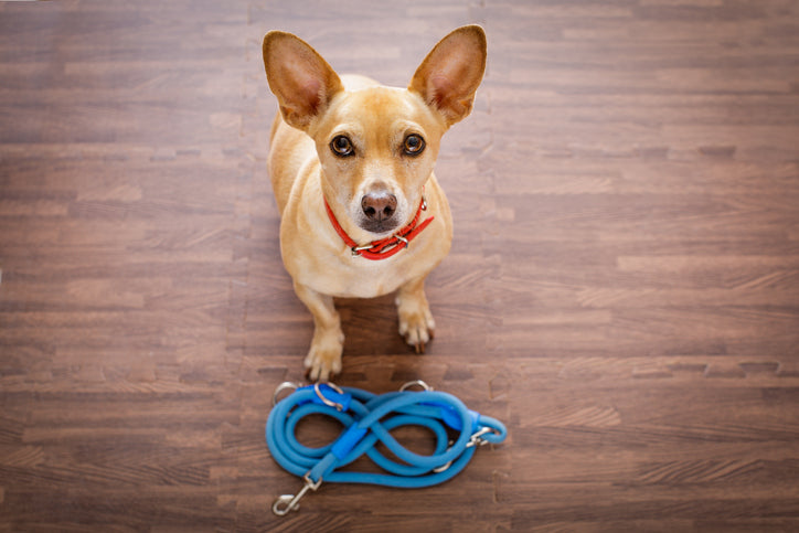 What to Do When Your Dog Won’t Listen