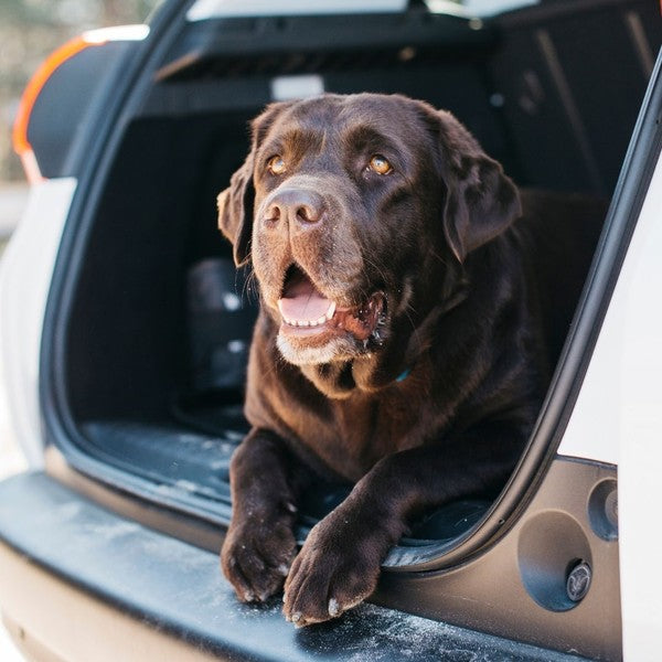 The Ultimate Pet-Friendly Road Trip Guide