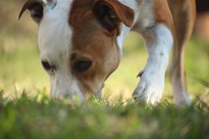 The Importance of Letting Your Dog Sniff