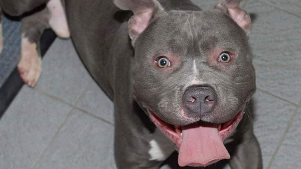 May 2023 Charity Spotlight: Matty's Heart & Soul Animal Rescue
