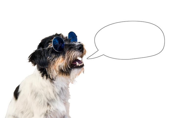 10 Things Our Dogs Would Say If They Could Talk