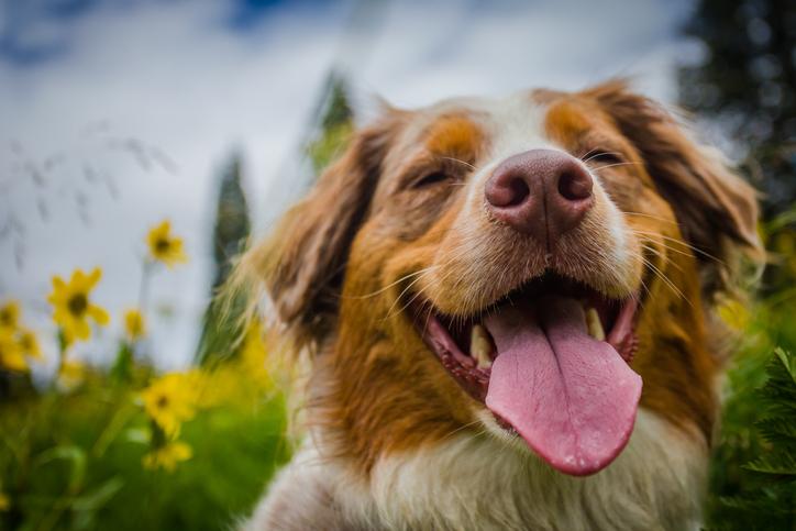 Spring Safety Tips for Your Dog