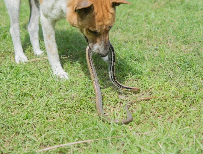 Does Wildlife & Exotic Animals Pose a Threat to Pets?