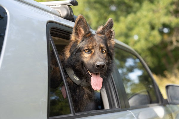 4 Expert Tips to Make the Most out of Traveling with Your Dog