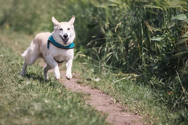 How to Prevent Your Dog from Running Away