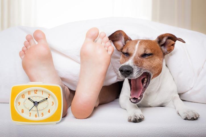 A Day in the Life of a Dog Owner