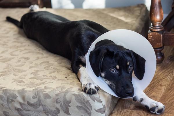 5 Things You Need To Know Before Neutering Your Dog