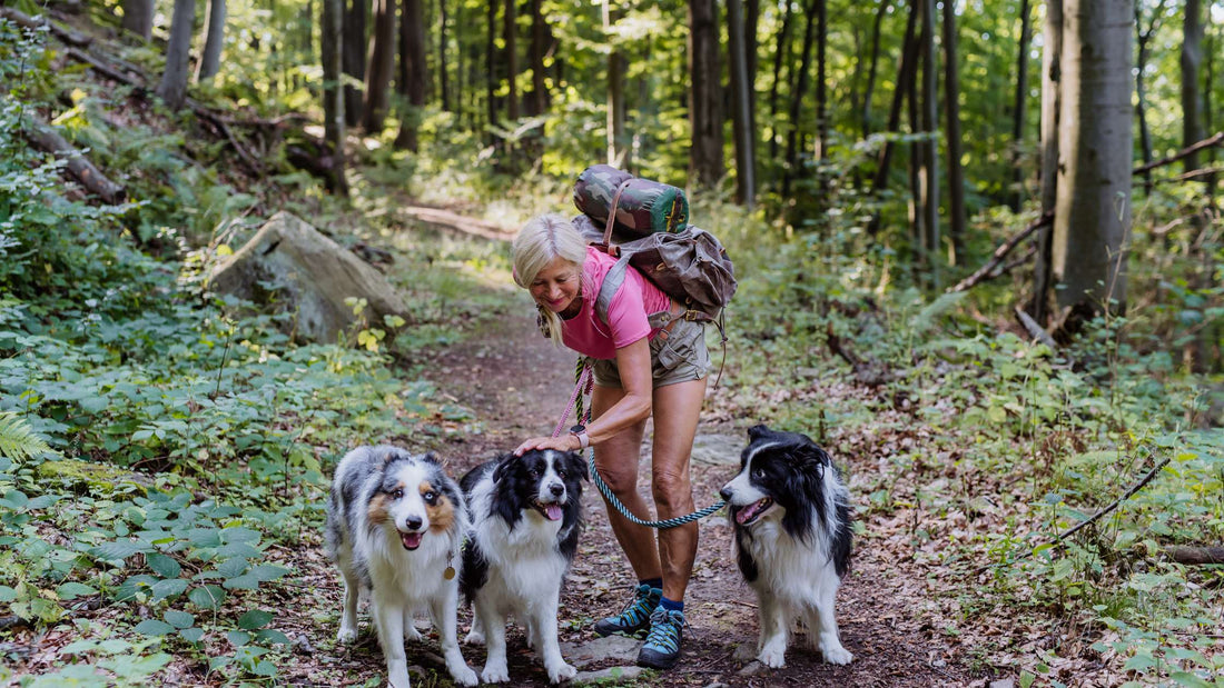 Dog-Friendly Mountain Destinations for Travel With Your Pet