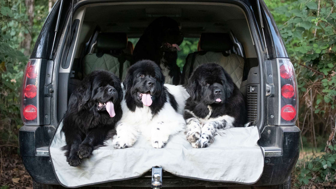 Best Dog Car Seat Protector for Large Dogs: Guide to Choosing Durable and Safe Covers