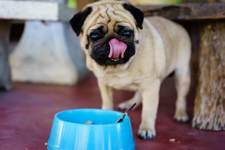 7 Big Benefits of All-Natural Dog Food