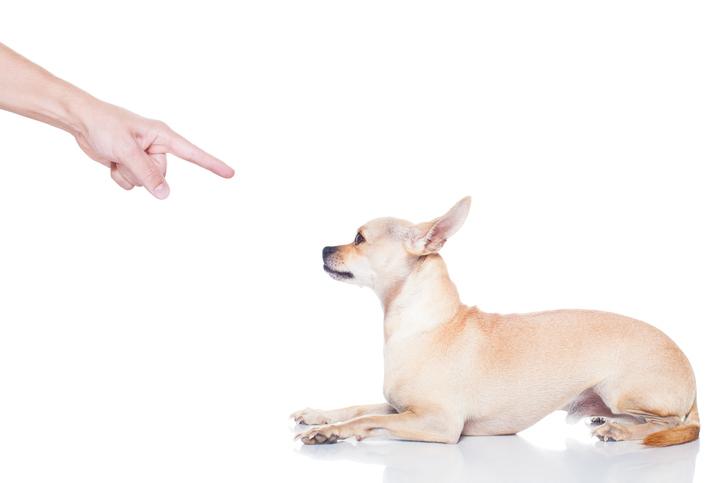 The Most Useless Word in Dog Training