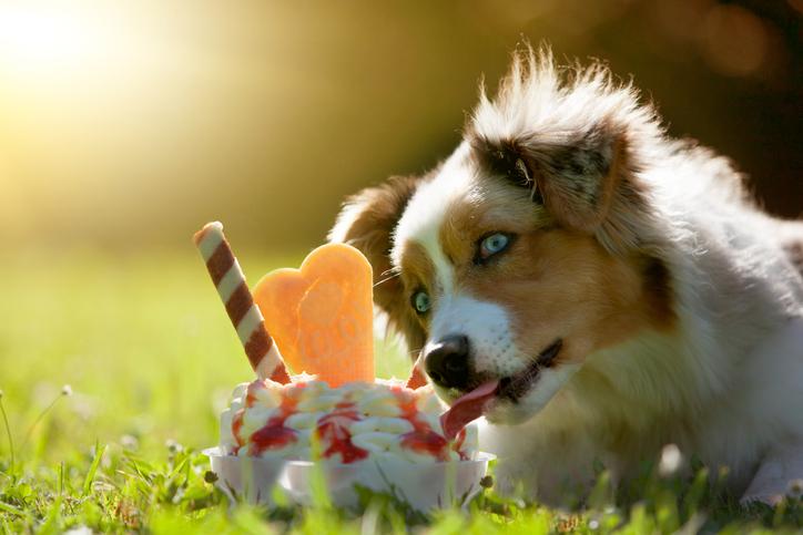 We All Scream for Ice Cream, But Is It Safe For Dogs?